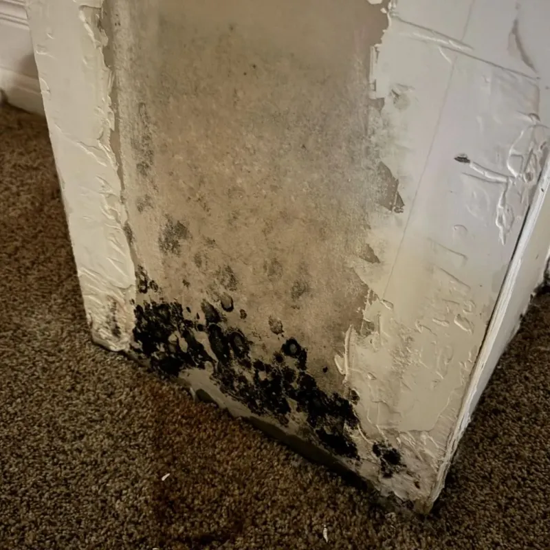 Professional Mold Removal in Brunswick, ME